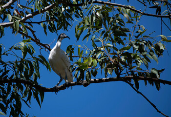 Australian white ibis (Threskiornis molucca)