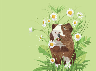 Brown guinea pig in flowers smiles cutely. The pet eats daisies in the grass. Making postcards or advertising. Poster or banner for pet shop or food packaging print. Vector realistic illustration.