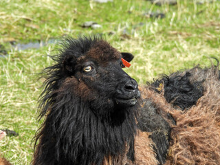 Fototapeta premium Black sheep in the Faroe Islands