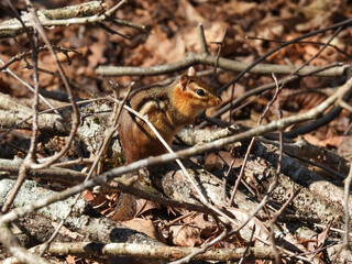 Chipmunk in the Georgia Botanical Garden