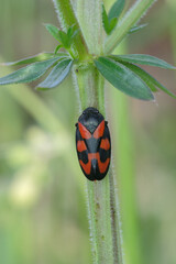  The black-and-red froghopper (Cercopis vulnerata)