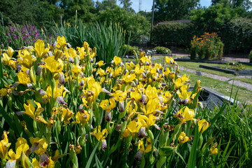 thoroughbred (selection) yellow irises in Helsinki botanical garden