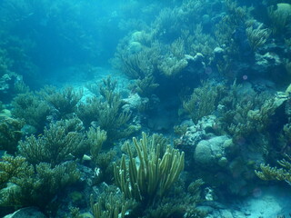 Naklejka na ściany i meble Diving Atlatic Reefs