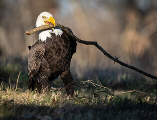 American Bald Eagle picking up Stick