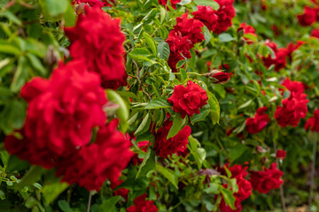 Fototapeta na wymiar Bright red roses with buds on a background of a green bush after rain. Beautiful red roses in the summer garden. Background with many red summer flowers.