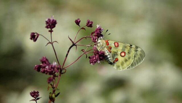 Parnassius apollo macro butterfly resting on stem plant grass flower, butterflies, endangered species mountain wildlife insect detail close-up, wings white red, meadows steppe, wings white red golden