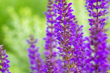 bright purple sage blossomed in spring. Lavender purple flowers.
background of purple flowers blooming sally with greenery in the background.Salvia pratensis, meadow clary or meadow sage purple.