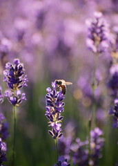 Blooming Lavender Flowers in a Provence Field Under Sunset Rays. Soft Focused Purple Lavender Flowers.