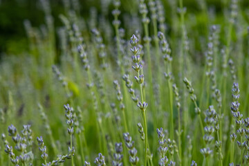 Fototapeta na wymiar Closeup of growing lavender, early flowering at summer. Culinary herb, plants for extraction of essential oil. Medicinal herb in agriculture. Lavandula on farm. Medical plant. Blossom of lilac flowers