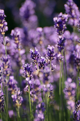 Blooming Lavender Flowers in a Provence Field Under Sunset Rays. Soft Focused Purple Lavender Flowers.
