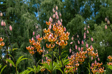 Lilia Far Eastern orange saranka on the background of a green lawn close-up, curved petals, long stamens and spots grow. Spotted orange lily flowers on a summer garden bed in the garden