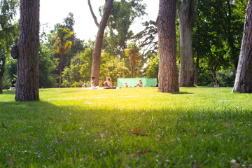 People relaxing in nature at a picnic sitting on the green grass in a city park, coniferous forest among the tall trees on a summer sunny day. Summertime leisure outdoors. Chilling on green space.