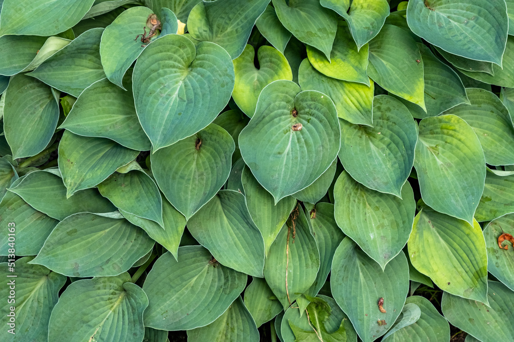 Wall mural background from leaves and burdocks, texture from leaves, dense green plants in the garden, plant ba