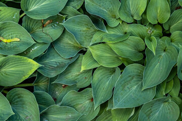 Background from leaves and burdocks, texture from leaves, dense green plants in the garden, plant background