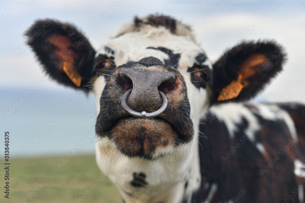 Wall mural spotted cow with a pierced nose in normandy