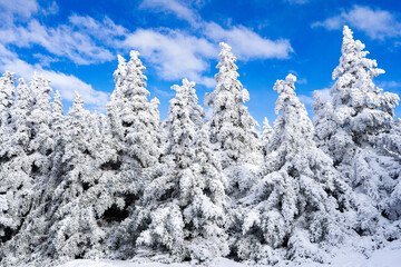 snow covered trees