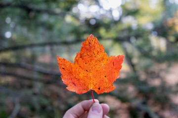 autumn leaves in the forest