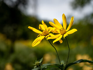yellow flower in the sun