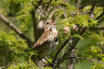 Song Sparrow singing with head tilted back and tongue showing.