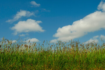 Green grass field and blue cloudy sky. Summer abstract background.