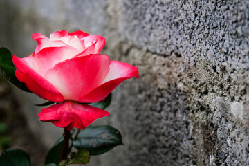 Beautiful red and pink rose growing in a garden by a grey concrete wall. Beauty in nature concept.