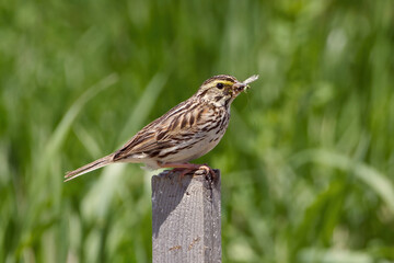 Savannah Sparrow eating insect