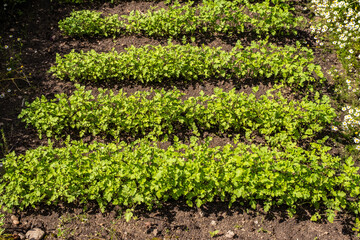 Beds with greenery, rows with parsley, dill or lettuce, herbs and vegetables grow in a garden bed, young greenery in the garden. Rows of green spinach, chard, lettuce on a garden bed