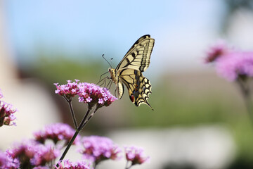 Schwalbenschwanz (Papilio machaon) auf einer Verbene