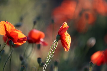 Piękny czerwony kwiat maku polnego w porannych promieniach słońca. Promyk. 
