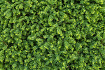 Dense greenery, background of fir branches, texture of branches, green juicy background - obrazy, fototapety, plakaty