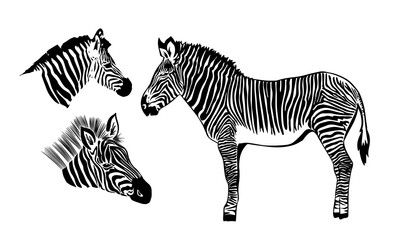 Zebra elements set. Vector illustration
