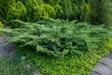 Park area with thujas and ornamental trees, path between thujas and fir trees, decorative spruce, landscape design