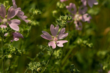Malva moschata, the musk mallow or musk-mallow, is a species of flowering plant in the family Malvaceae
