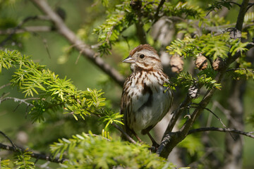Song Sparrow perched in a tree.