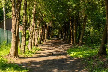 Alley between trees on a sunny day, a beautiful path between trees, a park area