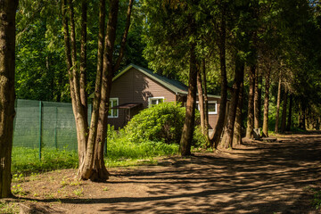 Fototapeta na wymiar Alley between trees on a sunny day, a beautiful path between trees, a park area, a house in a goose forest