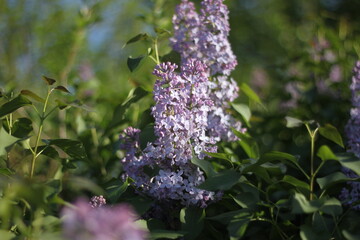 Lilac flowers, wallpaper