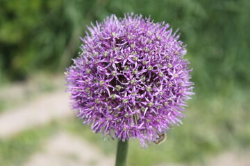 Flower of garlic wallpaper