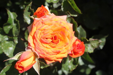 Orange rose flower with buds in sunlight on a green background