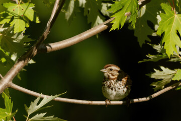 Song Sparrow perched in a tree.