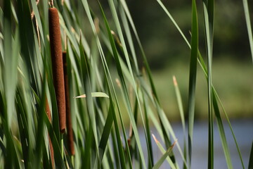 Obraz premium reeds and water