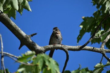 Female Red Winged Blackbird