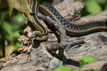 Snake on a log