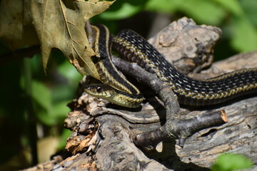 Snake on a log