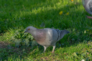 bird on the ground eating grass in the park