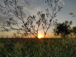 sunset in the field