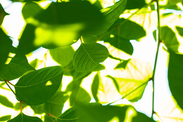 green leaves background