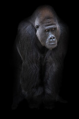 Ausgewachsener männlicher Gorilla mit Blick zur Seite vor schwarzen Hintergrund