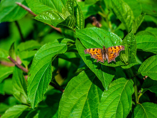 Yellow butterfly sitting on a green leaf