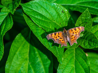 Yellow butterfly sitting on a green leaf